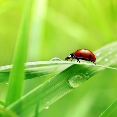 Ein Marienkäfer auf einem Grashalm mit Wassertropfen